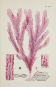 red algae illustration